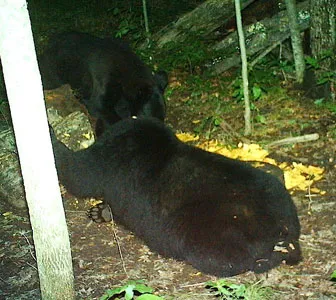 Trail camera photo of a black bear at a bait site