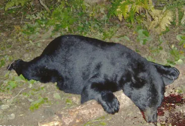 Hunter with a harvested black bear