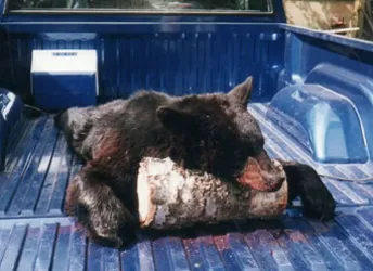 Hunter with a harvested black bear