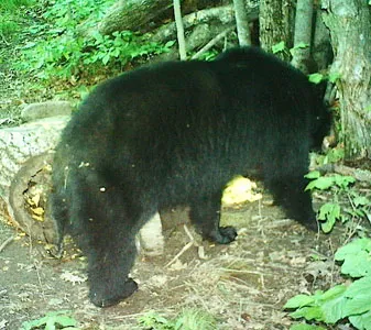 Trail camera photo of a black bear at a bait site