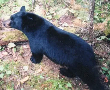 Trail camera photo of a black bear at a bait site