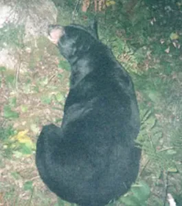 Trail camera photo of a black bear at a bait site