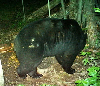 Trail camera photo of a black bear at a bait site