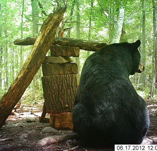 Trail camera photo of a black bear at a bait site