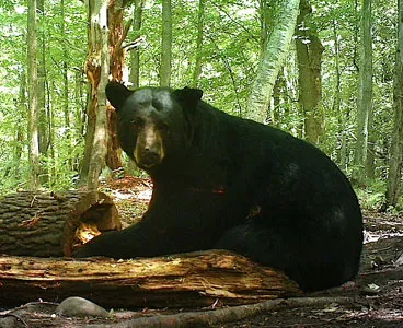 Trail camera photo of a black bear at a bait site