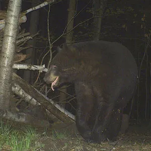 Trail camera photo of a black bear at a bait site