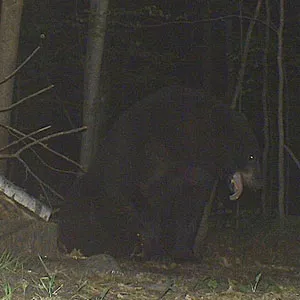 Trail camera photo of a black bear at a bait site