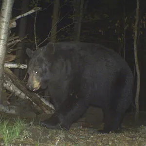 Trail camera photo of a black bear at a bait site
