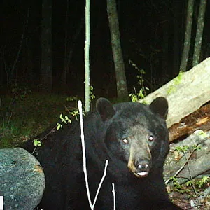 Trail camera photo of a black bear at a bait site