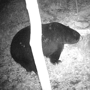 Trail camera photo of a black bear at a bait site