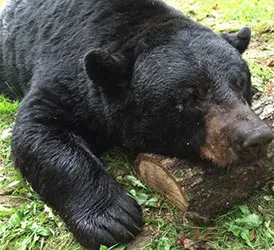 Hunter with a harvested black bear