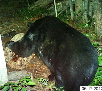 Trail camera photo of a black bear at a bait site