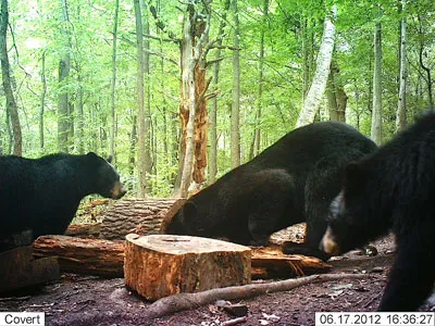 Trail camera photo of a black bear at a bait site