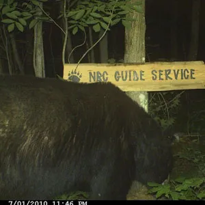 Trail camera photo of a black bear at a bait site