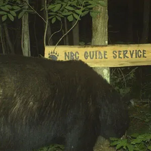 Trail camera photo of a black bear at a bait site