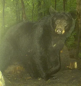 Trail camera photo of a black bear at a bait site