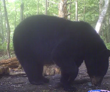 Trail camera photo of a black bear at a bait site
