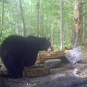 Trail camera photo of a black bear at a bait site