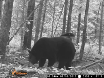Hunter with a harvested black bear