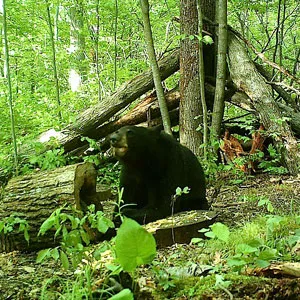 Trail camera photo of a black bear at a bait site