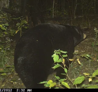 Trail camera photo of a black bear at a bait site