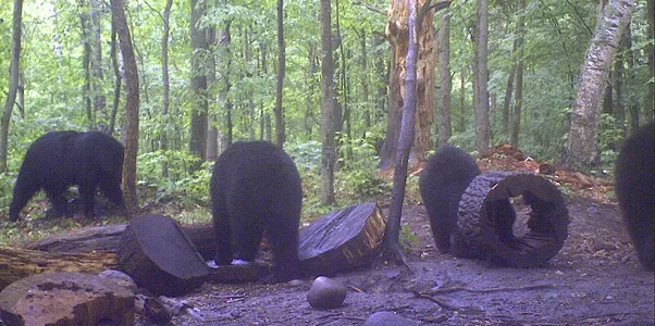 Trail camera photo of a black bear at a bait site