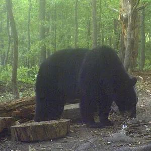 Trail camera photo of a black bear at a bait site