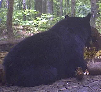 Trail camera photo of a black bear at a bait site