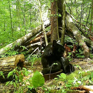 Trail camera photo of a black bear at a bait site