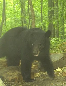 Trail camera photo of a black bear at a bait site