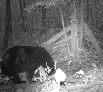 Trail camera photo of a black bear at a bait site