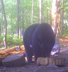 Trail camera photo of a black bear at a bait site