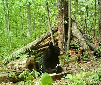 Trail camera photo of a black bear at a bait site