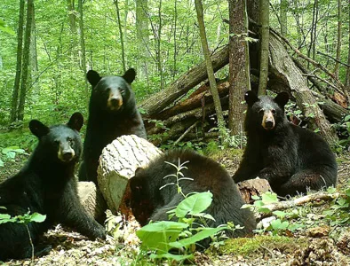 Trail camera photo of a black bear at a bait site